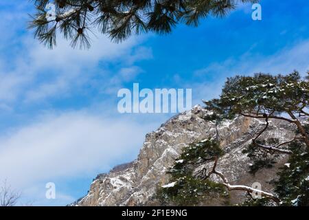 Schneebedeckte Berge und Pinien. Winterlandschaft im Naejangsan Nationalpark, Südkorea. Stockfoto