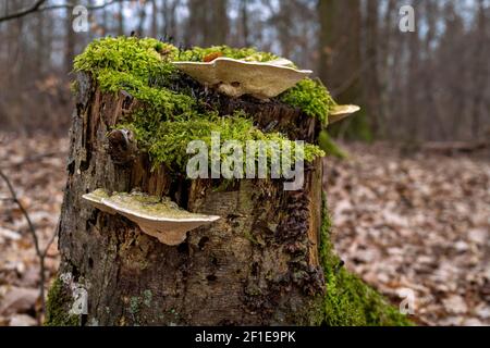 Pilze auf einem mit Moos bedeckten Stumpf Stockfoto