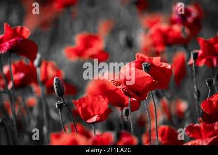 Schöne rote Mais Mohn Blumen auf schwarz und weiß Hintergrund. Konzept des Gedenktages Stockfoto