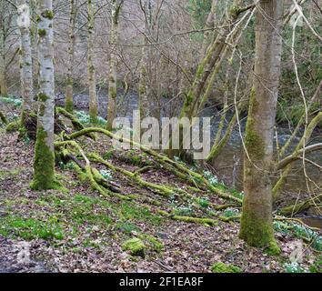 Der Eden Water River fließt durch Wälder im Landgut von Newton Don, Stichill, Scottish Borders Stockfoto