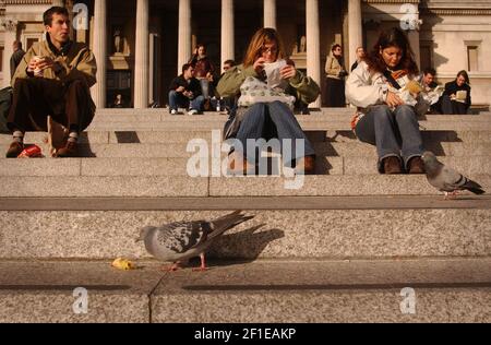 TRAFALGAR SQ TAUBEN, 14/11/03 PILSTON Stockfoto