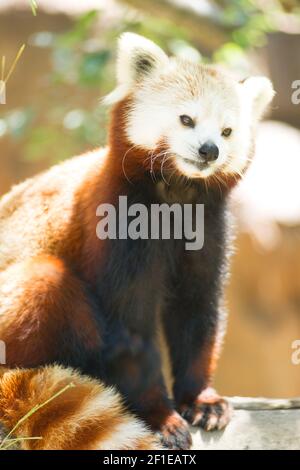 Roter Panda Wild Tier Keuchend Steht Baum Gliedmaßen Stockfoto