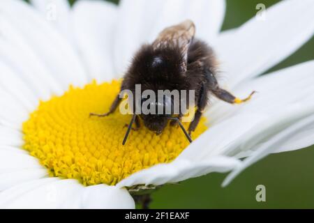 Steinhummel, Stein-Hummel, Bombus lapidarius, Pyrobombus lapidarius, Melanobombus lapidarius, Aombus lapidarius, Weibchen beim Blütenbesuch auf Marger Stockfoto