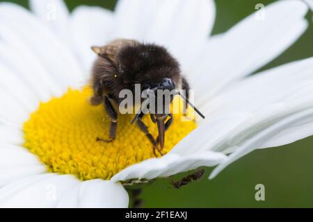 Steinhummel, Stein-Hummel, Bombus lapidarius, Pyrobombus lapidarius, Melanobombus lapidarius, Aombus lapidarius, Weibchen beim Blütenbesuch auf Marger Stockfoto