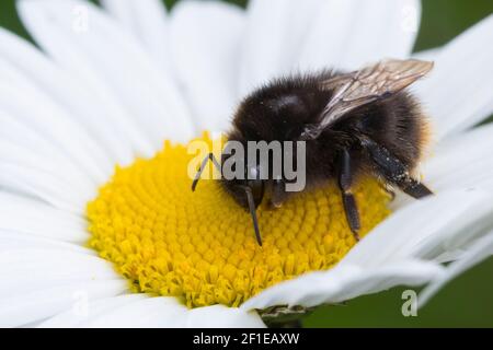 Steinhummel, Stein-Hummel, Bombus lapidarius, Pyrobombus lapidarius, Melanobombus lapidarius, Aombus lapidarius, Weibchen beim Blütenbesuch auf Marger Stockfoto