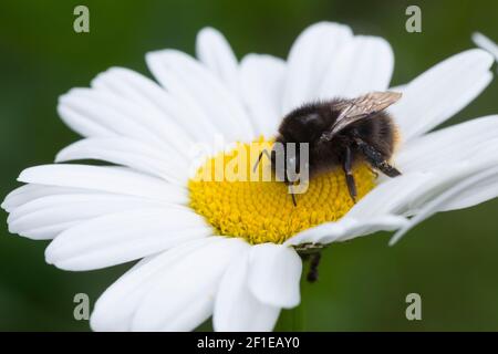 Steinhummel, Stein-Hummel, Bombus lapidarius, Pyrobombus lapidarius, Melanobombus lapidarius, Aombus lapidarius, Weibchen beim Blütenbesuch auf Marger Stockfoto