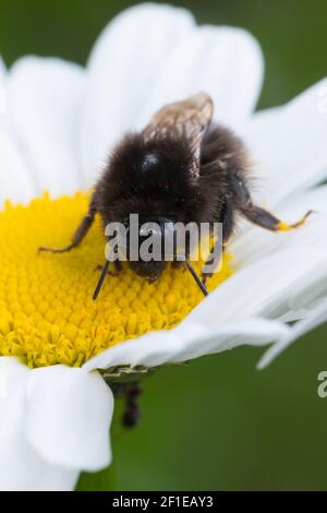 Steinhummel, Stein-Hummel, Bombus lapidarius, Pyrobombus lapidarius, Melanobombus lapidarius, Aombus lapidarius, Weibchen beim Blütenbesuch auf Marger Stockfoto