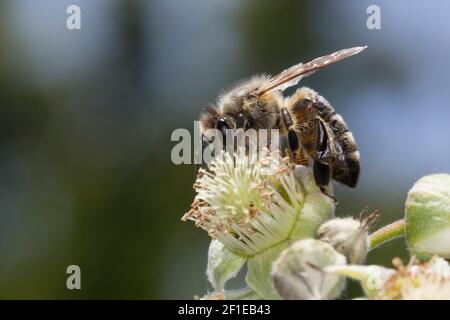 Honigbiene, Honig-Biene, Europäische Honigbiene, Westliche Honigbiene, Weibchen, Biene, Bienen, APIs mellifera, APIs mellifica, Honigbiene, Bienenstock, w Stockfoto