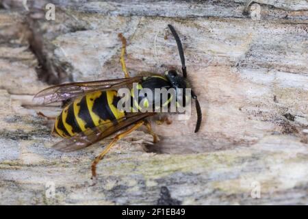 Gemeine Wespe, Gewöhnliche Wespe, Wespe, Sammelt Holz zum Nestbau, Vespula vulgaris, Paravespula vulgaris, Gemeine Wespe, Wespe, Gelber Blazer, La Stockfoto