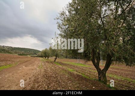 Olive Tree Obstgarten fotografiert in Israel Stockfoto