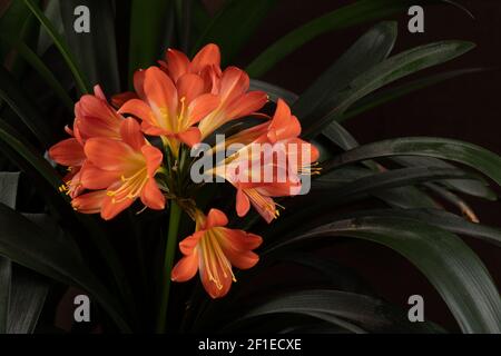 Orange und gelbe clivia Blume blüht gegen tiefgrüne Blätter, Studio Stillleben Stockfoto