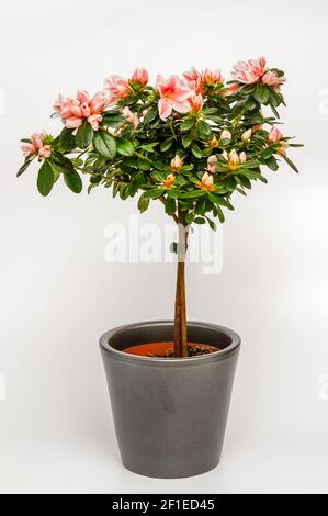 Azalea, Rhododendron, junge Triebe mit roten und weißen Blüten, Azalea auf einem Stamm, Bonsai, Miniatur Baum in einem Topf auf einem hellen Hintergrund Stockfoto