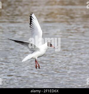 Erwachsene schwarze Möwe, Chroicocephalus ridibundus, im Flug über einen See. Southampton Common, Hampshire, Großbritannien. Stockfoto