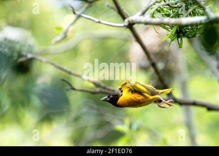 Männlicher Schwarzkopf-Webervogel fliegt aus seinem Nest. Leerzeichen für Text. Stockfoto