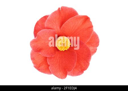 Voll blühend Rote Kamelienblume mit gelbem Staubgefäß und Stempeln isoliert auf weißem Hintergrund. Camellia japonica Stockfoto