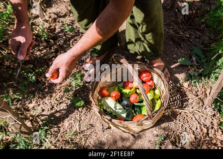 Menschenhände ernten frische Bio-Tomaten in seinem Garten Stockfoto