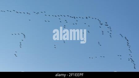 Rotfußgänse im Flug, als sie im Frühjahr in Großbritannien auswandern. Stockfoto
