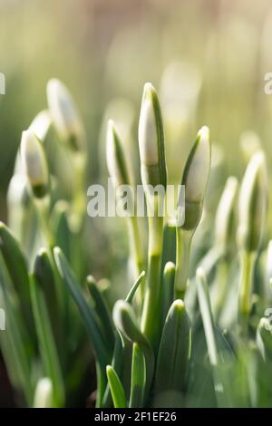 Zarte Schneeglöckchen Galanthus nivalis mit ungeblasenen Knospen an sonnigen Tagen, Makroaufnahme. Frühling. Stockfoto