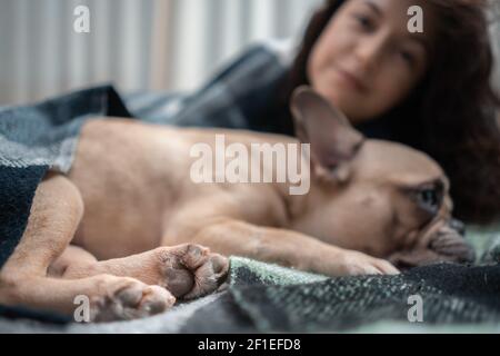 Hündin und niedlichen französisch Bulldogge ruht auf Bett mit Karierten in gemütlichen Hause Stockfoto