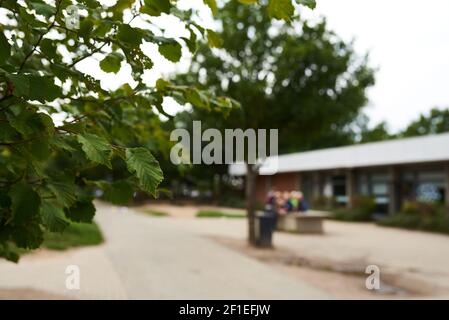 Nahaufnahme des Blattes auf einem Baum in einem Schulhof Stockfoto