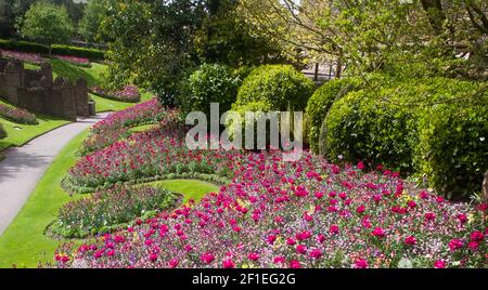 Spektakuläre Blumenbeete im Frühling im Guildford Castle Grounds Surrey England. Mai 2018 Stockfoto