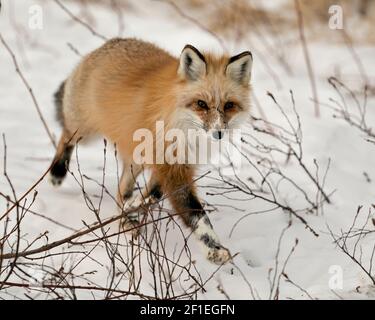 Red einzigartige Fuchs Nahaufnahme Profil zu Ihnen und Blick auf die Kamera in der Wintersaison in seiner Umgebung mit verwackelte Schnee Hintergrund. Fox-Bild. Stockfoto