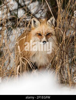 Red Fox einzigartige Gesicht Nahaufnahme Blick durch Laub mit einem unscharfen Hintergrund in der Wintersaison in seiner Umgebung und Lebensraum. Fox-Bild. Bild. Stockfoto