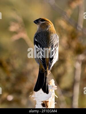 Pine Grosbeak Nahaufnahme Profil Rückansicht, mit einem unscharfen Hintergrund in seiner Umgebung und Lebensraum thront. Bild. Bild. Hochformat. Stockfoto