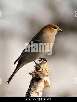 Pine Grosbeak Nahaufnahme Profil Ansicht, thront mit einem unscharfen Hintergrund in seiner Umgebung und Lebensraum. Bild. Bild. Hochformat. Ripsschnabel. Stockfoto