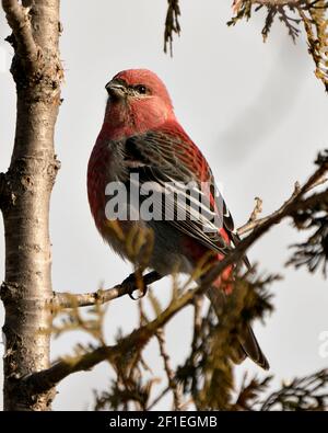 Pine Grosbeak Nahaufnahme Profil Ansicht, thront mit einem unscharfen Hintergrund in seiner Umgebung und Lebensraum. Bild Mit Dem Ripsschnabel. Bild. Hochformat. Stockfoto