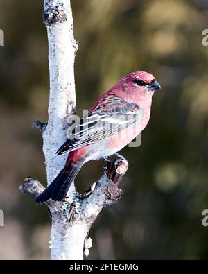 Pine Grosbeak Nahaufnahme Profil Ansicht, thront mit einem unscharfen Hintergrund in seiner Umgebung und Lebensraum. Bild Mit Dem Ripsschnabel. Bild. Hochformat. Stockfoto