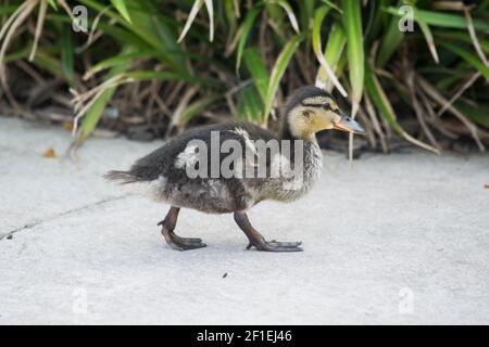 Niedliche kleine flauschige Entlein auf seine eigene Stockfoto