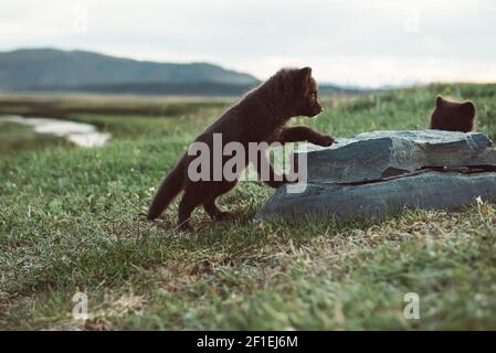 Arctic fox Cub Stockfoto