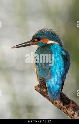 Europäischer Eisvogel (Alcedo atthis), erwachsener Rüde, Barsch am Stock, Somerset, UK, April 2017. Stockfoto