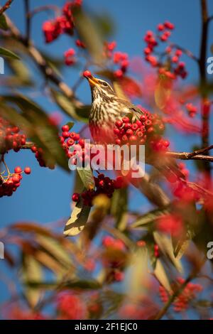 Europäische Rotflügler (Turdus iliacus), die rote Winterbeeren aus Gartenstrauch essen, Somerset, UK, Dezember 2017. Stockfoto