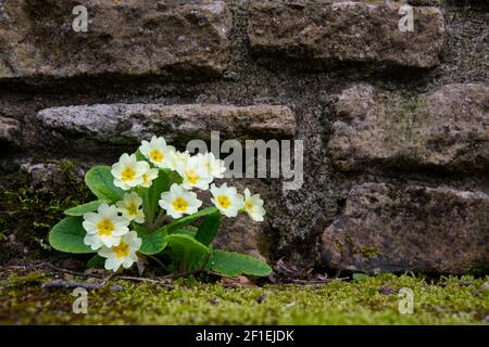 Gemeine Primel (Primula vulgaris) wächst in Gartenmauer, Somerset, Großbritannien, März 2020. Stockfoto