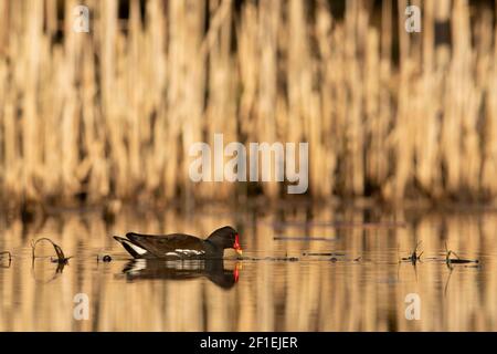 Moorhühner (Gallinula chloropus) auf Gartenteich mit Schilf, Somerset, UK, April 2020. Stockfoto