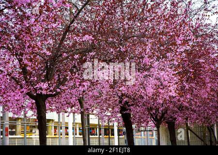 Blühende Mandelbäume, Nahaufnahme. Stockfoto