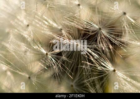 Löwenzahn (Taraxacum officinale) Samenkopf aus der Nähe im Garten, Somerset, Großbritannien, April 2020. Stockfoto