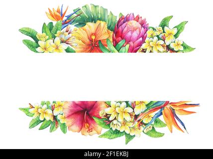 Banner mit Zweigen lila protea, Plumeria, strelitzia und Hibiskus tropischen Blumen. Horizontaler Rahmen. Handgezeichnetes Aquarell auf weißem Bac Stockfoto