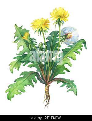 Löwenzahn Frühlingsblumen (Taraxacum, Blowball ). Handgezeichnetes Aquarell auf weißem Hintergrund. Stockfoto