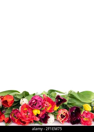 Ein Rahmen von bunten Tulpenblumen isoliert auf einem weißen Hintergrund. Blumenrand. Vertikales Format. Leerzeichen für Text. Stockfoto