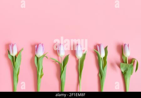 Blumenzusammensetzung. Rosa Tulpen auf einem pastellrosa Hintergrund. Blumenbordüre. Hintergrund mit Kopierbereich. Blick von oben. Stockfoto