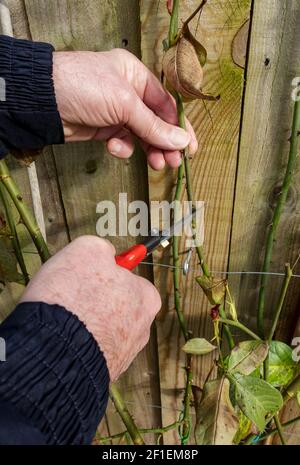 Nahaufnahme des menschlichen Gärtners, der im Spätwinter im Garten eine Kletterrose mit einer Gartenschere beschnitt England Großbritannien GB Großbritannien Stockfoto