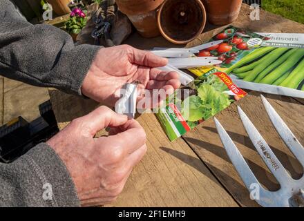 Nahaufnahme des Gärtners, der Salatblätter auf die Hand pflanzt und Päckchen Gemüsesamen auf einen Tisch verpackt England Vereinigtes Königreich GB Großbritannien Stockfoto