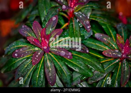 Blumen und Pflanzen Nahaufnahme Makro Stockfoto