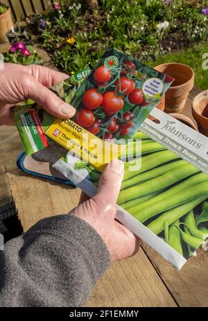 Nahaufnahme der Person des Gärtners, die Packungen mit Gemüsestomatensamen für die Pflanzung hält England Vereinigtes Königreich GB Großbritannien Stockfoto