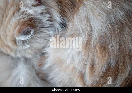 Langes Haar Perserkatzenfell Nahaufnahme mit sichtbarem Ohr Stockfoto
