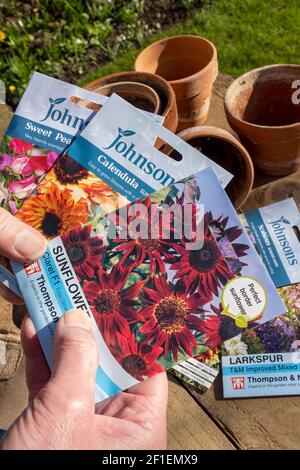 Nahaufnahme eines menschlichen Gärtners, der im Frühjahr Päckchen mit Blumensamen ansah England Vereinigtes Königreich GB Großbritannien Stockfoto