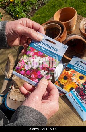 Nahaufnahme einer Person, die im Frühjahr eine Packung mit Samen aus einer süßen Erbsenblüte in der Hand hält England Vereinigtes Königreich GB Großbritannien Stockfoto